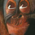 Orang-Utan
